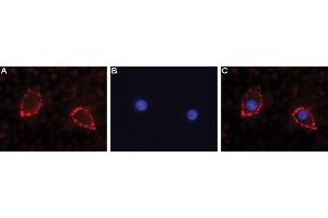 Expression of NLGN2 in rat PC12 cells - Cell surface detection of NLGN2 in intact living rat PC12 cells.
