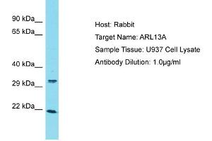 Host: Rabbit Target Name: ARL13A Sample Type: U937 Whole Cell lysates Antibody Dilution: 1. (ARL13A anticorps  (C-Term))