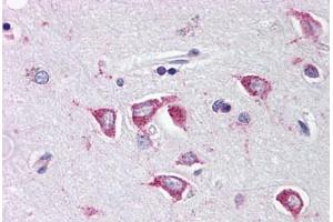 Human Brain, Cortex (formalin-fixed, paraffin-embedded) stained with PCBP4 antibody ABIN214462 at 2. (PCBP4 anticorps  (C-Term))