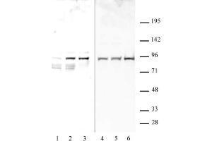 STAT1 phospho Ser727 pAb tested by Western blot. (STAT1 anticorps  (pSer727))