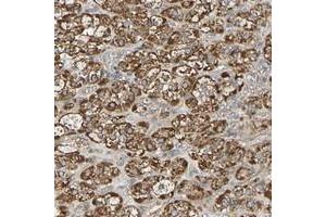Immunohistochemical staining of human adrenal gland with PCDHB4 polyclonal antibody  shows strong cytoplasmic positivity in cortical cells. (PCDHb4 anticorps)