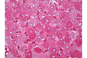 Immunohistochemical staining (Formalin-fixed paraffin-embedded sections) of human liver with FTH1 monoclonal antibody, clone 3F8  at 1:200 dilution. (FTH1 anticorps)
