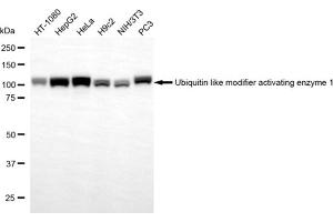 anti-Ubiquitin-Like Modifier Activating Enzyme 1 (UBA1) antibody