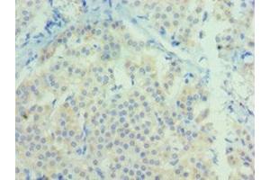 Immunohistochemistry of paraffin-embedded human adrenal gland tissue using ABIN7161467 at dilution of 1:100 (Neurotrophin 3 anticorps  (AA 19-257))
