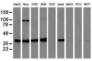 Image no. 2 for anti-Mitogen-Activated Protein Kinase 12 (MAPK12) antibody (ABIN1499302) (MAPK12 anticorps)