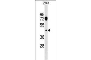 Western blot analysis in 293 cell line lysates (35ug/lane). (SGCA anticorps  (AA 239-266))