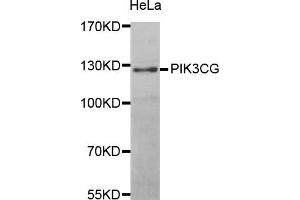 Western blot analysis of extracts of HeLa cell line, using PIK3CG antibody. (PIK3 gamma anticorps)