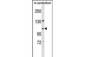 KIF5B Antibody (C-term) (ABIN1537634 and ABIN2848570) western blot analysis in mouse cerebellum tissue lysates (35 μg/lane). (KIF5B anticorps  (C-Term))