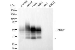 Western blotting analysis using CD147 antibody (ABIN7797735). (CD147 anticorps)