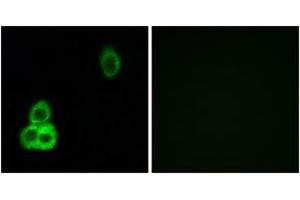 Immunofluorescence (IF) image for anti-Cadherin EGF LAG Seven Pass G-Type Receptor 1 (CELSR1) (AA 921-970) antibody (ABIN2889906)