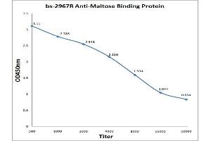 anti-Maltose Binding Protein (MBP) (AA 43-57) antibody