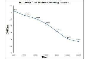 Antigen: 0. (Maltose Binding Protein anticorps  (AA 43-57))