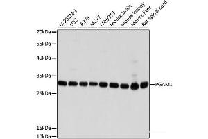 Western blot analysis of extracts of various cell lines using PGAM1 Polyclonal Antibody at dilution of 1:1000. (PGAM1 anticorps)