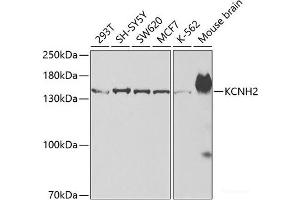 Western blot analysis of extracts of various cell lines using KCNH2 Polyclonal Antibody at dilution of 1:500.