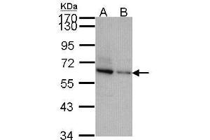 TOM1L2 anticorps  (C-Term)