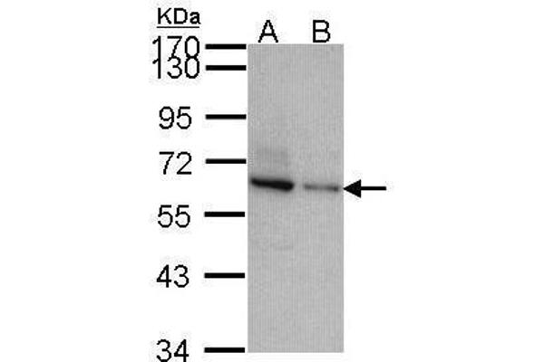 TOM1L2 anticorps  (C-Term)