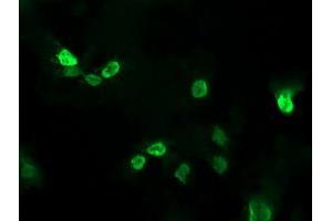 Immunofluorescence (IF) image for anti-ALX Homeobox 4 (ALX4) antibody (ABIN1496621)