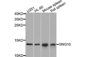 Western blot analysis of extracts of various cells, using GNG10 antibody. (GNG10 anticorps)