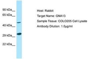 Image no. 1 for anti-Guanine Nucleotide Binding Protein (G Protein), alpha 13 (GNA13) (N-Term) antibody (ABIN6750009) (GNA13 anticorps  (N-Term))