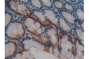 Detection of GAL4 in Mouse Small intestine Tissue using Polyclonal Antibody to Galectin 4 (GAL4)