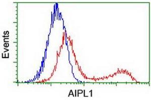 HEK293T cells transfected with either RC204079 overexpress plasmid (Red) or empty vector control plasmid (Blue) were immunostained by anti-AIPL1 antibody (ABIN2455043), and then analyzed by flow cytometry. (AIPL1 anticorps)