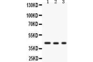 Western Blotting (WB) image for anti-Growth Associated Protein 43 (GAP43) (AA 216-238), (C-Term) antibody (ABIN3043685) (GAP43 anticorps  (C-Term))