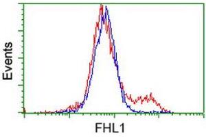 HEK293T cells transfected with either RC203478 overexpress plasmid (Red) or empty vector control plasmid (Blue) were immunostained by anti-FHL1 antibody (ABIN2453832), and then analyzed by flow cytometry. (FHL1 anticorps)