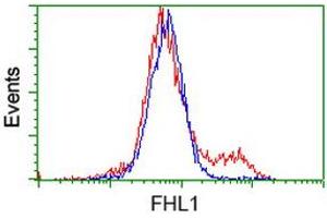 HEK293T cells transfected with either RC203478 overexpress plasmid (Red) or empty vector control plasmid (Blue) were immunostained by anti-FHL1 antibody (ABIN2453832), and then analyzed by flow cytometry. (FHL1 anticorps)