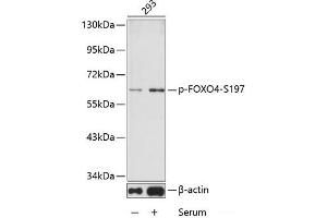 Western blot analysis of extracts from 293 cells using Phospho-FOXO4(S197) Polyclonal Antibody. (FOXO4 anticorps  (pSer197))