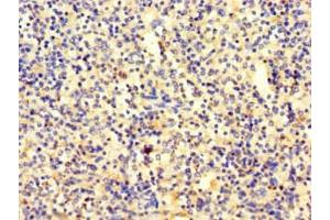 Immunohistochemistry of paraffin-embedded human spleen tissue using ABIN7169648 at dilution of 1:100 (SRP19 anticorps  (AA 2-144))