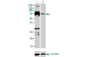 Western blot analysis of C9orf96 over-expressed 293 cell line, cotransfected with C9orf96 Validated Chimera RNAi (Lane 2) or non-transfected control (Lane 1). (C9orf96 anticorps  (AA 1-99))