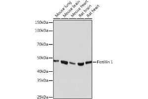 Western blot analysis of extracts of various cell lines, using Flotillin 1 Rabbit mAb (ABIN3017206, ABIN3017207, ABIN1680028 and ABIN1680029) at 1:1000 dilution. (Flotillin 1 anticorps)