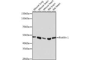 Western blot analysis of extracts of various cell lines, using Flotillin 1 Rabbit mAb (ABIN3017206, ABIN3017207, ABIN1680028 and ABIN1680029) at 1:1000 dilution.