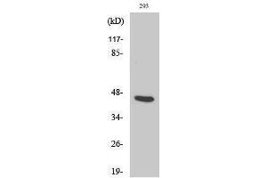 Western Blotting (WB) image for anti-Proteasome (Prosome, Macropain) 26S Subunit, Non-ATPase, 11 (PSMD11) (Internal Region) antibody (ABIN3180279) (PSMD11 anticorps  (Internal Region))