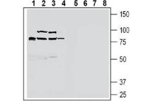 Western blot analysis of rat small intestine lysate (lanes 1 and 5), mouse liver lysate (lanes 2 and 6), rat liver lysate (lanes 3 and 7) and rat brain lysate (lanes 4 and 8):1-4.