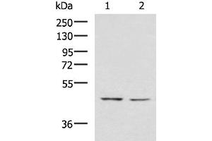 Western blot analysis of K562 and HT-29 cell lysates using LFNG Polyclonal Antibody at dilution of 1:900 (LFNG anticorps)