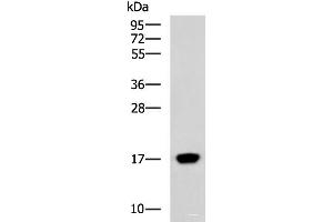 Western blot analysis of Human heart tissue lysate using C15orf40 Polyclonal Antibody at dilution of 1:400 (C15orf40 anticorps)