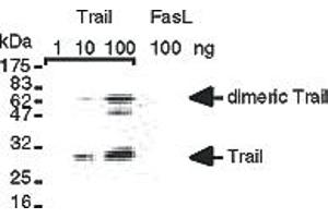 Detection of recombinant human TRAIL  but not of recombinant human FasL . (TRAIL anticorps  (AA 95-281))