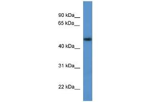 WB Suggested Anti-Eno1 Antibody Titration:  0. (ENO1 anticorps  (N-Term))