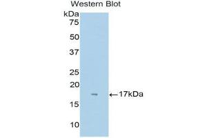 Western Blotting (WB) image for anti-Neuropilin 1 (NRP1) (AA 27-141) antibody (ABIN1173423) (Neuropilin 1 anticorps  (AA 27-141))