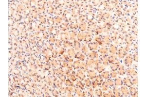 ABIN6267066 at 1/200 staining rat gastric tissue sections by IHC-P.