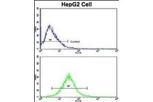 Flow cytometric analysis of HepG2 cells using GDH Antibody (C-term )(bottom histogram) compared to a negative control cell (top histogram). (GAPDH anticorps  (C-Term))