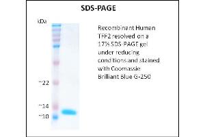 SDS-PAGE (SDS) image for Trefoil Factor 2 (TFF2) (Active) protein (ABIN5509513) (Trefoil Factor 2 Protein (TFF2))