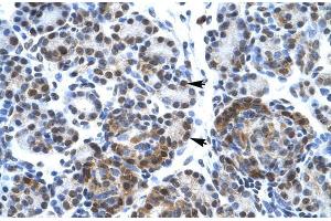 Human Pancreas; SUPT5H antibody - C-terminal region in Human Pancreas cells using Immunohistochemistry (SUPT5H anticorps  (C-Term))
