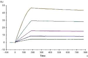 Human GFRAL, hFc Tag captured on CM5 Chip via Protein A can bind Human GDF15, His Tag with an affinity constant of 0.