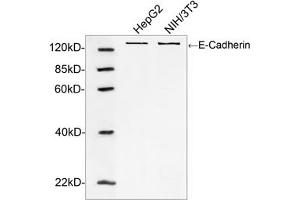 Western blot analysis of cell lysates using E-Cadherin Antibody (ABIN399088, 1 µg/mL) The signal was developed with IRDyeTM 800 Conjugated Goat Anti-Rabbit IgG. (E-cadherin anticorps  (AA 650-700))