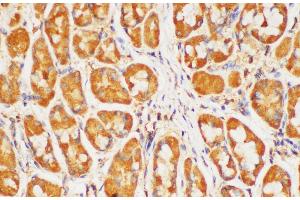 Immunohistochemistry of paraffin-embedded Human stomach using HRAS Polycloanl Antibody at dilution of 1:200 (HRAS anticorps)