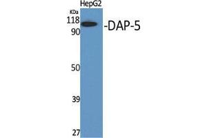 Western Blot (WB) analysis of specific cells using DAP-5 Polyclonal Antibody. (EIF4G2 anticorps  (N-Term))