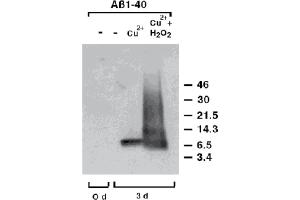 Western Blot analysis of dityrosine-cross-linked human Amyloid-p. (Dityrosine anticorps)