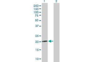 Western Blot analysis of NRSN2 expression in transfected 293T cell line by NRSN2 MaxPab polyclonal antibody. (NRSN2 anticorps  (AA 1-204))